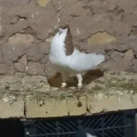 کبوتر شصتی زرد نر بی عیب قواره دورشت مست مست