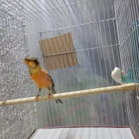 قناری (دو جفت)