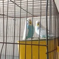 مرغ عشق درجه یک