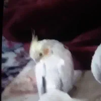گمشده خ حکیم نصراله فرعی سیزده