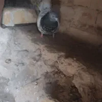 کبوتر|پرنده|مرودشت, محمد آباد|دیوار