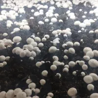 قارچ عمده|خوردنی و آشامیدنی|اردکان, |دیوار