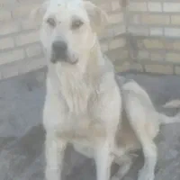 سگ عراقی ۷ ماهه