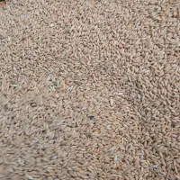 گندم درشت دیم مخصوص نان|خوردنی و آشامیدنی|آذرشهر, |دیوار