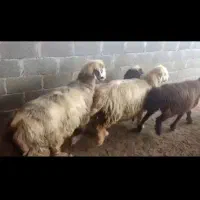 فروش 8 راس گوسفند(میش) آبستن در جم