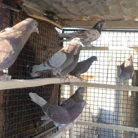 کبوتر پرشی|پرنده|فرمهین, |دیوار