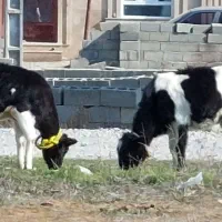 ایکی دنه دانا