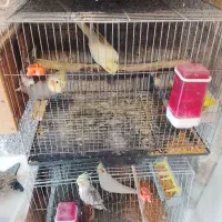 دو جفت طوطی عروس بالغ