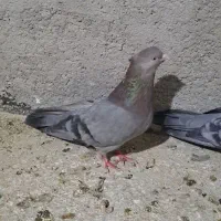 مرغ تخم گذارمعاوضه