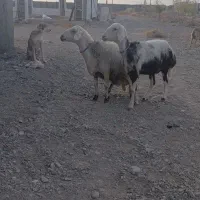 ۵راس گوسفند