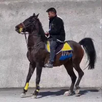 اسب مادیان کرد|اسب و تجهیزات اسبسواری|تهران, امیرآباد|دیوار