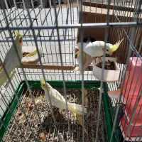 عروس هلندی|پرنده|زید آباد, |دیوار