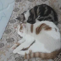 گربه خانگی|گربه|یزد, |دیوار