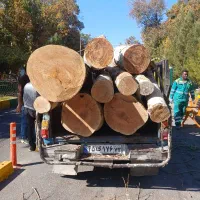 فروش انواع چوبهای ایرانی و خارجی