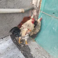 خروس محلی چاق|حیوانات مزرعه|اردبیل, |دیوار