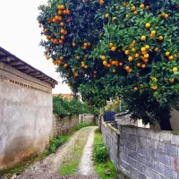 آب نارنج خالص درجه ۱|خوردنی و آشامیدنی|بابلسر, |دیوار