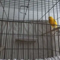 قناری نر و ماده اماده اماده|پرنده|شاهرود, |دیوار