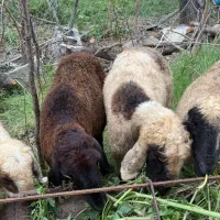 میش قلم درشت اوست و زاییده