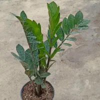 زاموفیلیا سبز|گل و گیاه طبیعی|اسالم, |دیوار