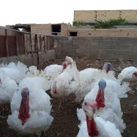 گوشت بوقلمون