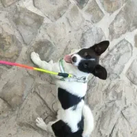 واگذاری رایگان میکس اشپیتز