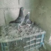 معاوضه یا فروشی|پرنده|فراغی, |دیوار