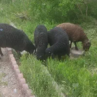 مزرعه گوشت
