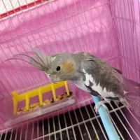 عروس هلندی اهلی