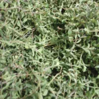 آویشن تازه کوهی