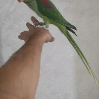 شاه طوطی رام اهلی دستی