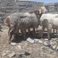 قوچ چینی حراجی