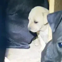 توله پیتبول