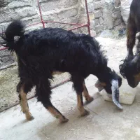 کهره جو خور