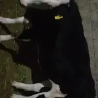 فروش‌‌نقد‌تخفیف‌جزعی‌سرمعامله|حیوانات مزرعه|مهاباد (آذربایجان غربی), |دیوار