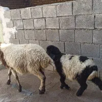 فروش میش سالم و بره ماده پاکیزه