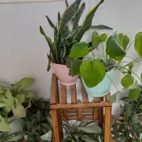 استند همراه تمامی گلها