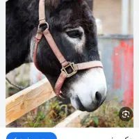 فروش الاغ سر حال جوان