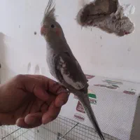 دستگاه جوجه کشی دست ساز