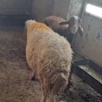 کاور|حیوانات مزرعه|سیوان, |دیوار