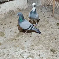 2عدد نر آلمانی|پرنده|خاوران, |دیوار