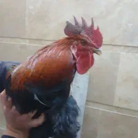یک خروس محلی