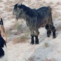 فروش 20راس کولار بز|حیوانات مزرعه|ارد, |دیوار