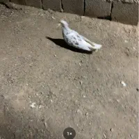تعدادی کبوتر دمسفید