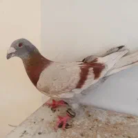 کبوتر فروشی