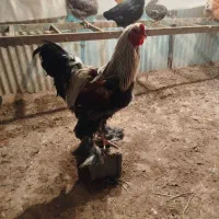 خروس برهما ۹ ماهه|حیوانات مزرعه|پاکدشت, پاکدشت (مامازند)|دیوار