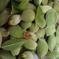 زمین باغی