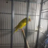 قناری پرتغالی و سوخته