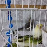 عروس هلندی