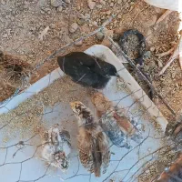 مرغ باجوجه|حیوانات مزرعه|منج, |دیوار