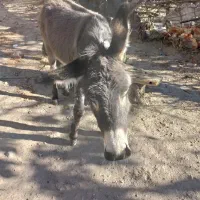 الاغ نر|حیوانات مزرعه|شیروان (خراسان), |دیوار